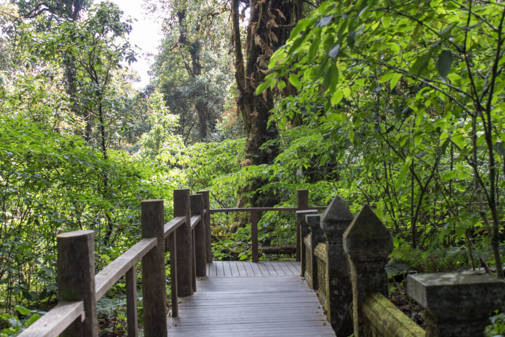 Doi Inthanon Hiking