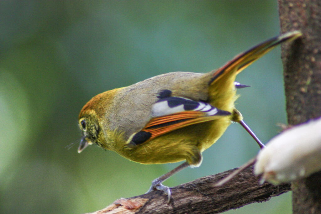 Birds Thailand Doi Inthanon