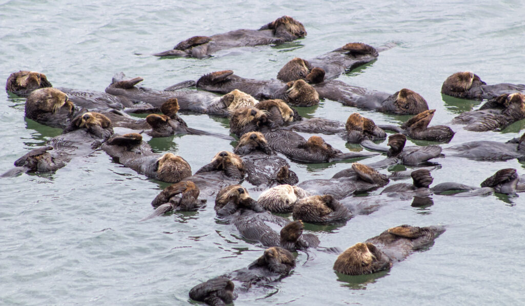 California Sea Otter