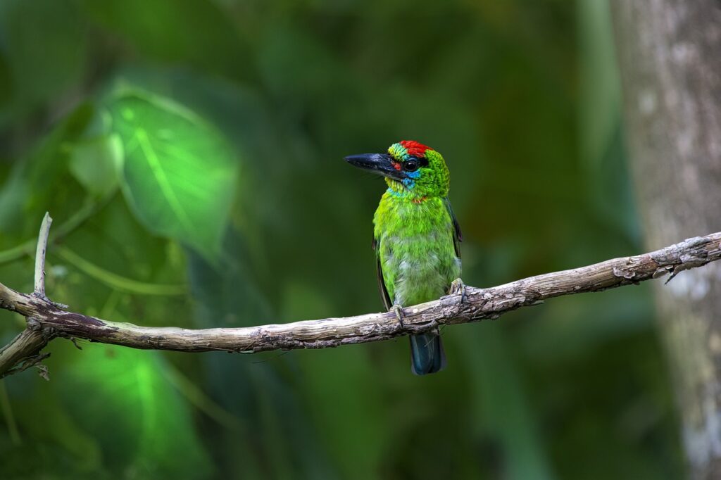 red-throated-barbet Thailand