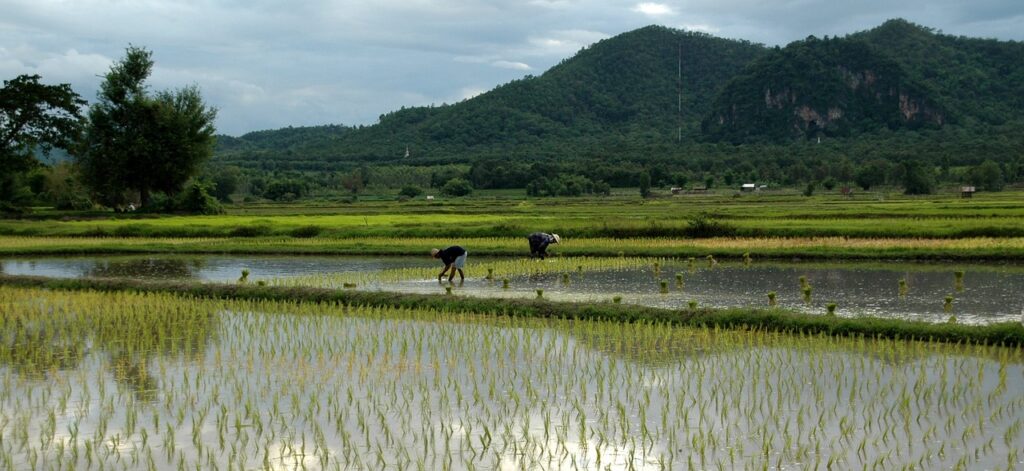 Rice Fields Thailand