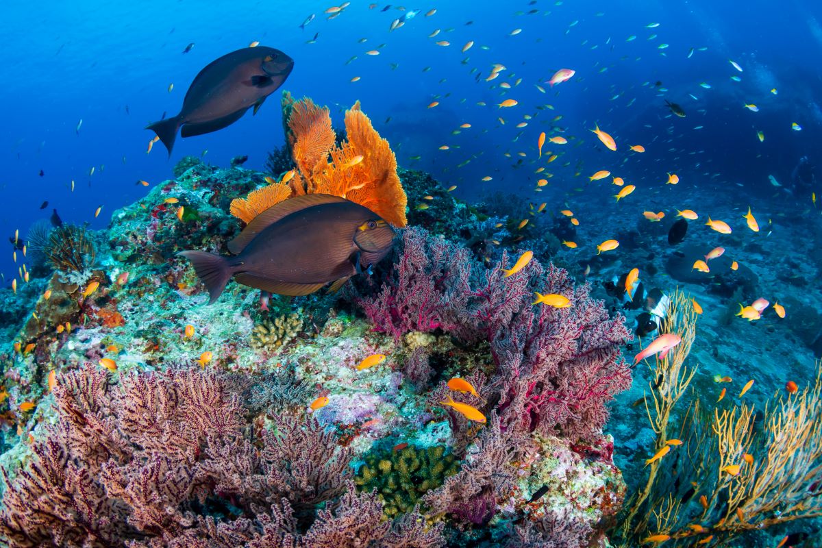 Diving-Thailand