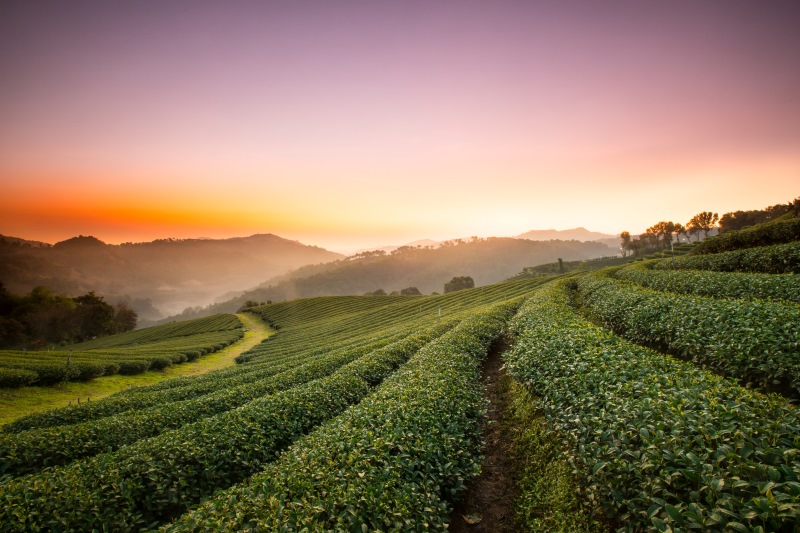 Tea-Plantation-Chiang-Rai-2