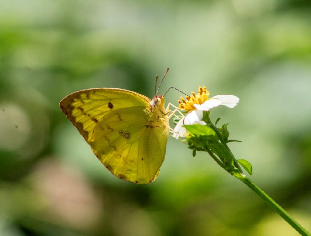 Butterfly Doi Inthanon Thailand