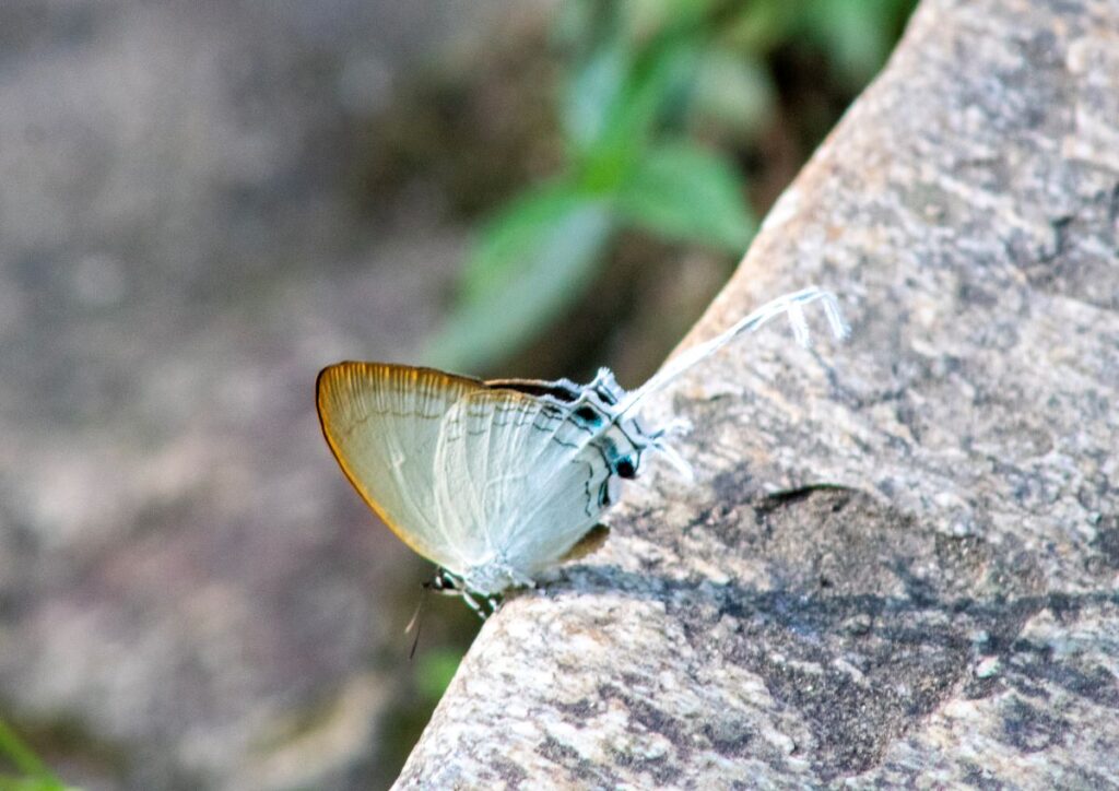 Butterfly Doi Inthanon Thailand