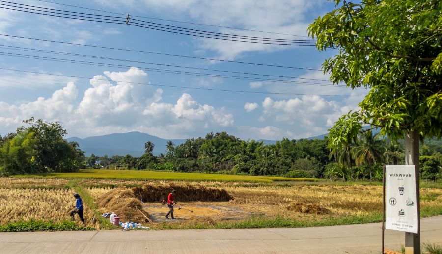 Rice Fields Harvest Chom Thong