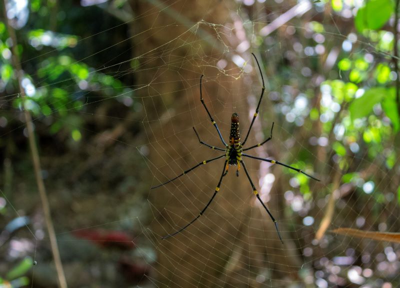 Spider Thailand