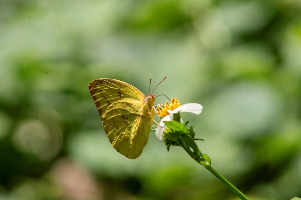 Butterfly Thailand Mae Rim