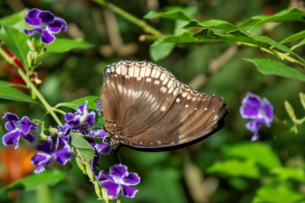 Butterfly Thailand Mae Rim