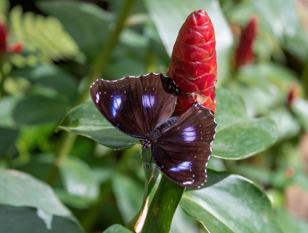 Butterfly Thailand Mae Rim