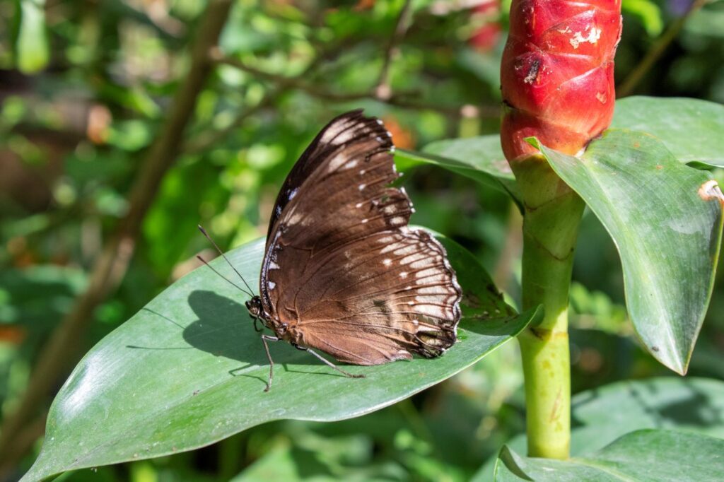Butterfly Thailand Mae Rim