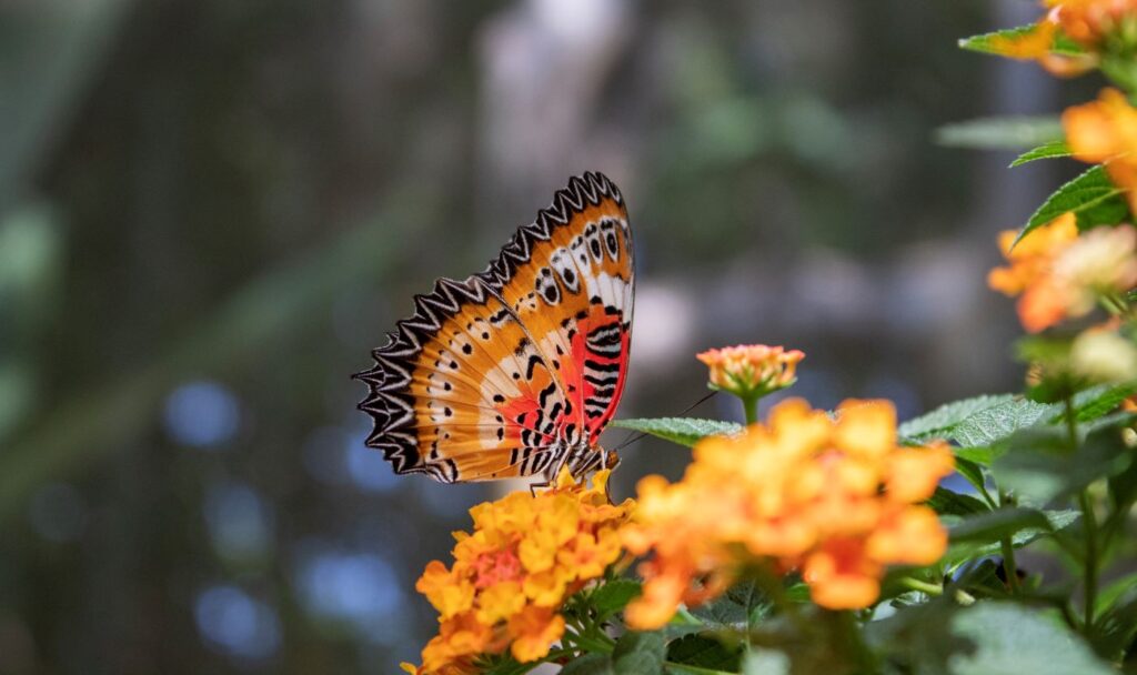 Butterfly Thailand Mae Rim