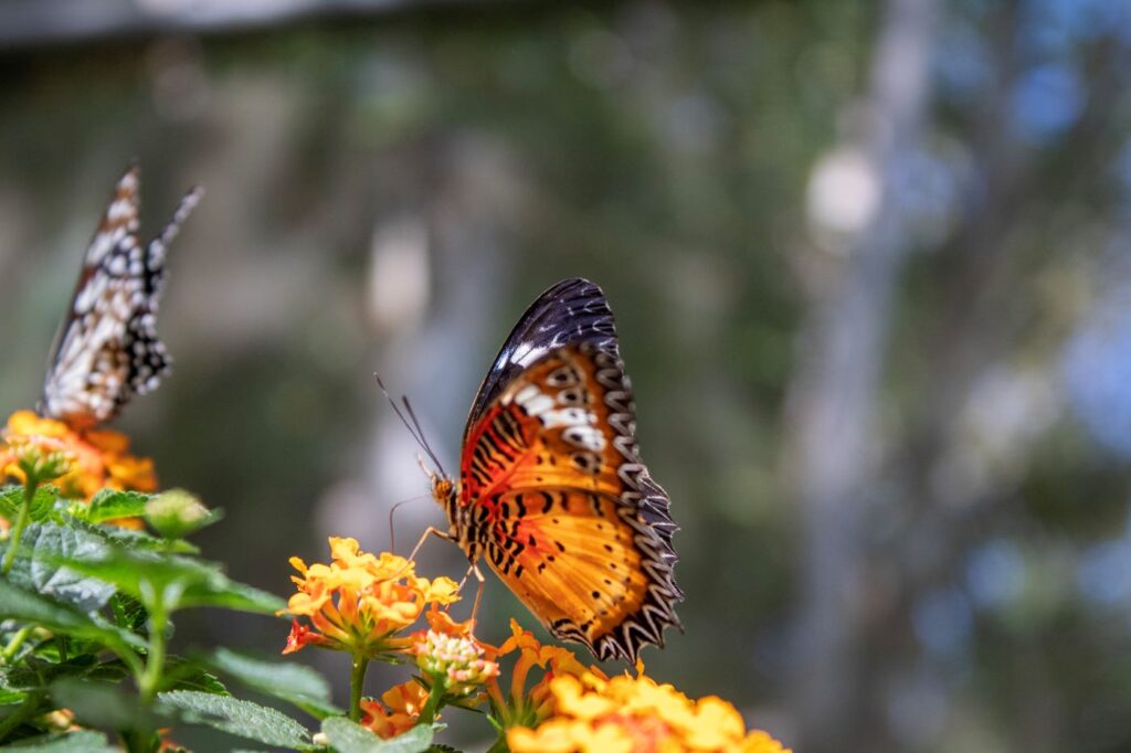 Butterfly Thailand