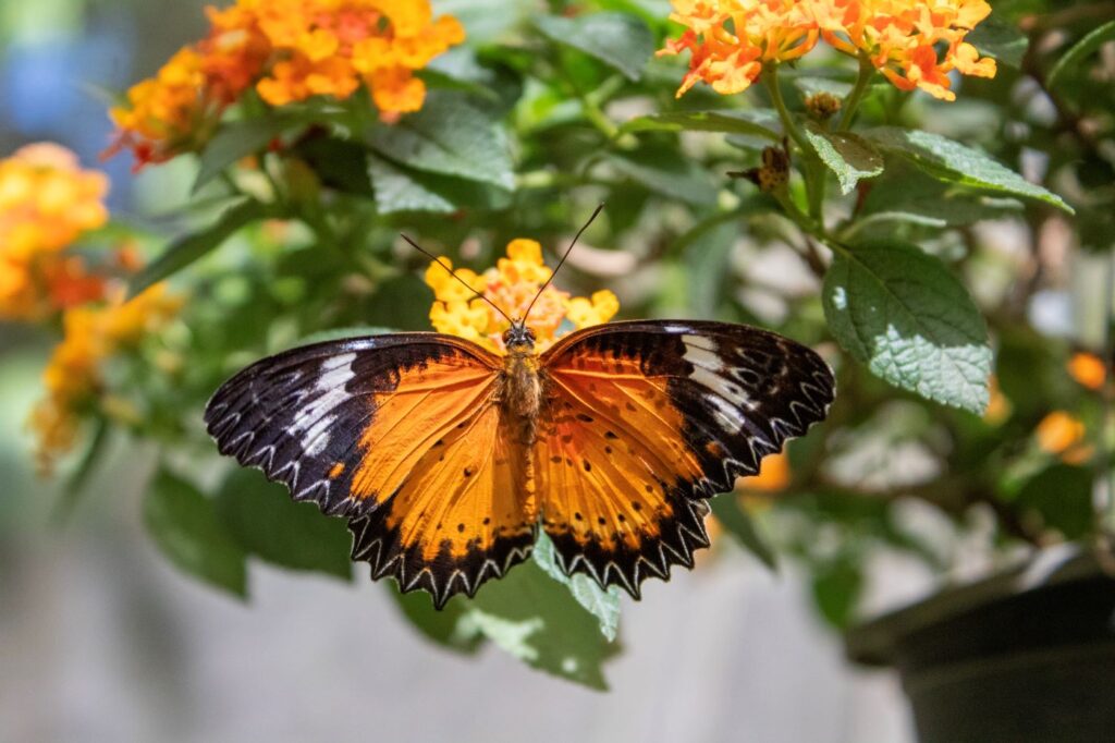 Butterfly Thailand