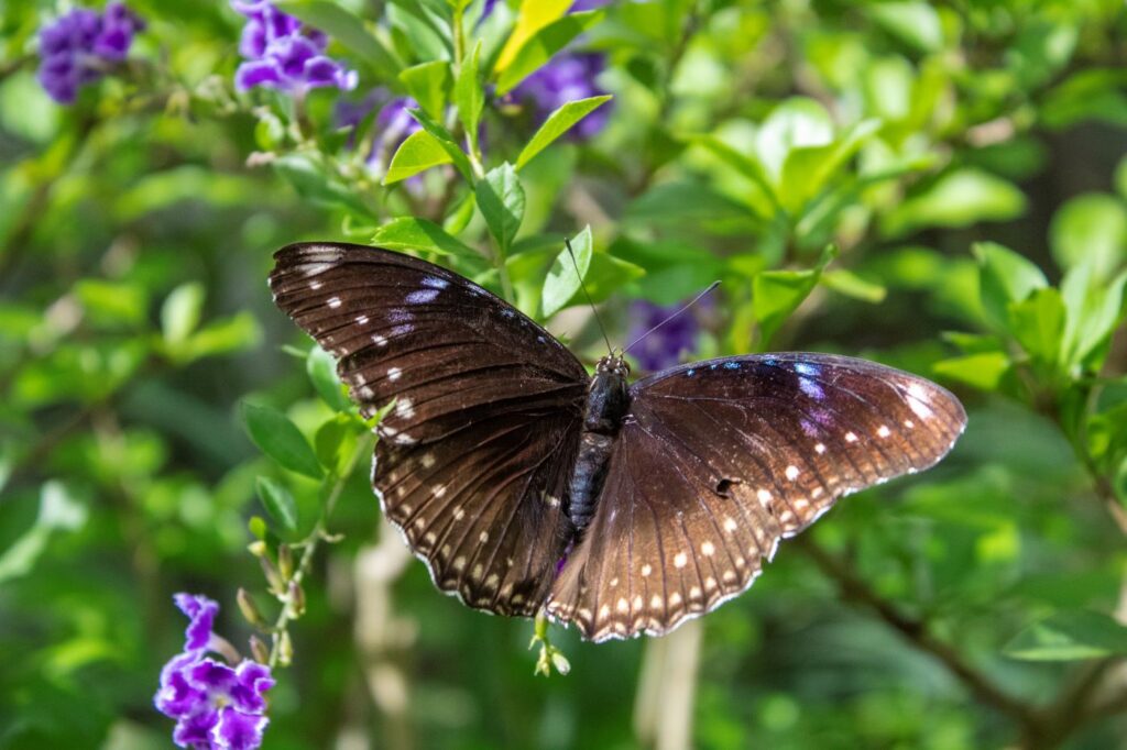 Butterfly Thailand