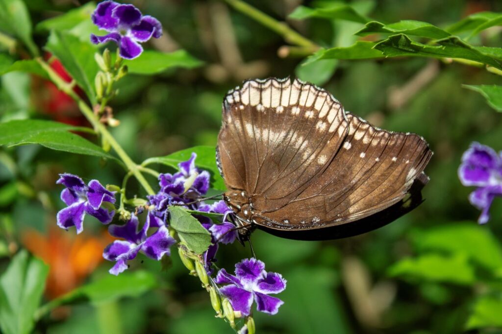 Butterfly Thailand