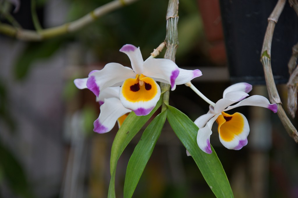 dendrobium wardianum