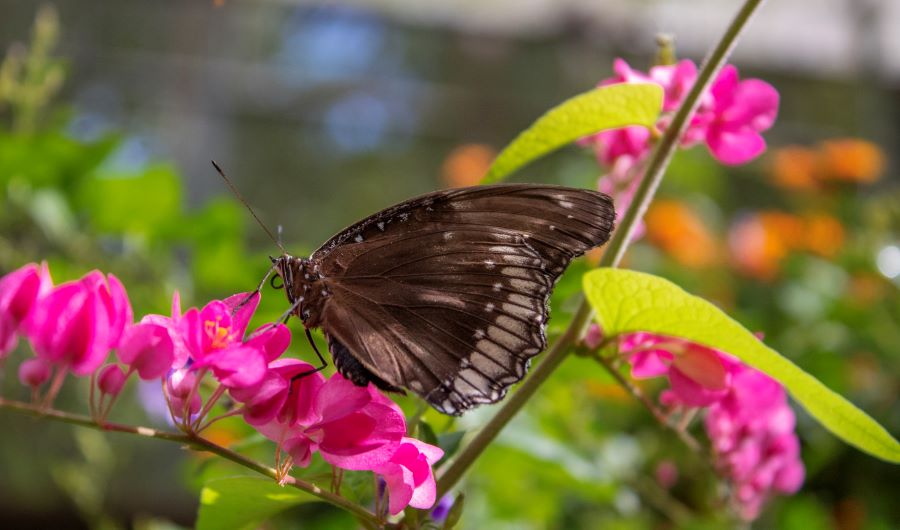 Butterfly Thailand