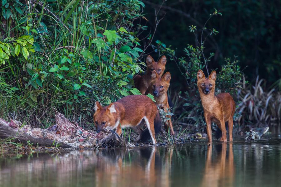 Dholes-with-boar Khao Yai NP Thailand