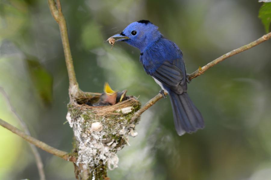 Erawan NP Black-nap Monarch Bird Nature and Wildlife