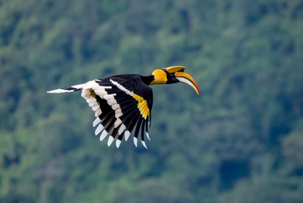 Khao Yai NP Great Hornbill