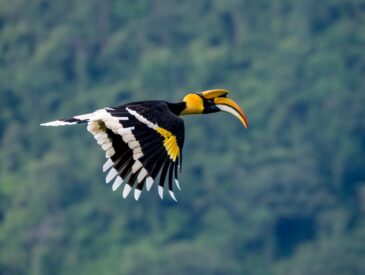 Khao Yai NP Great Hornbill