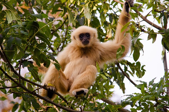 Khao Yai NP White Handed Gibbon