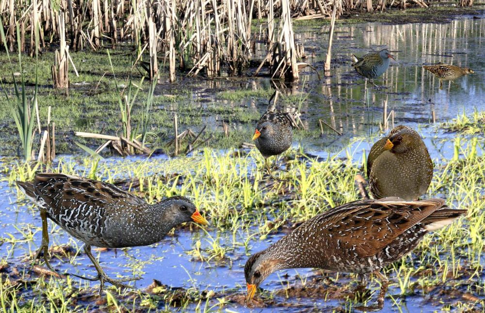 Spotted Crake Bird Thailand