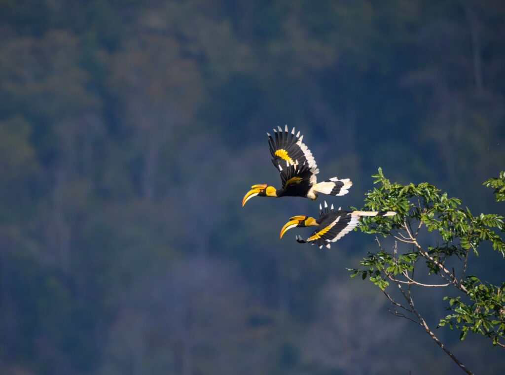 Great Hornbill Thailand