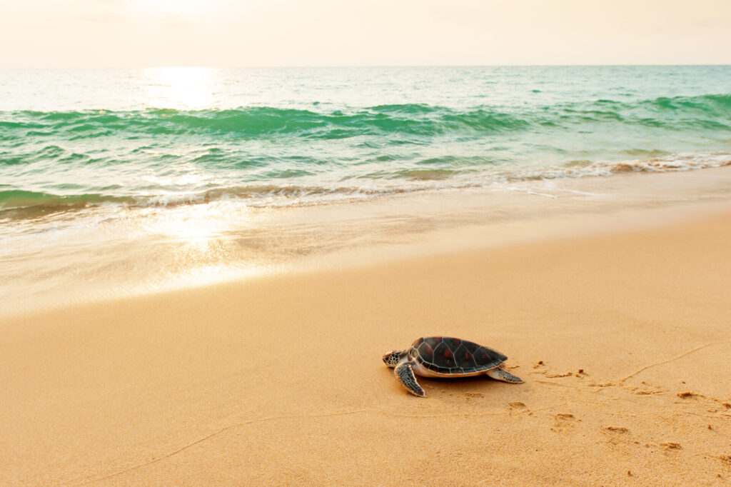 First steps of a Green Sea Turtle on the beach