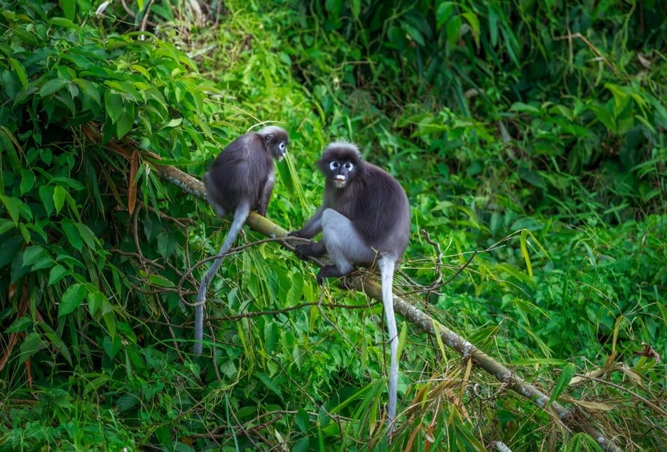 Khao Sok National Parks Monkey