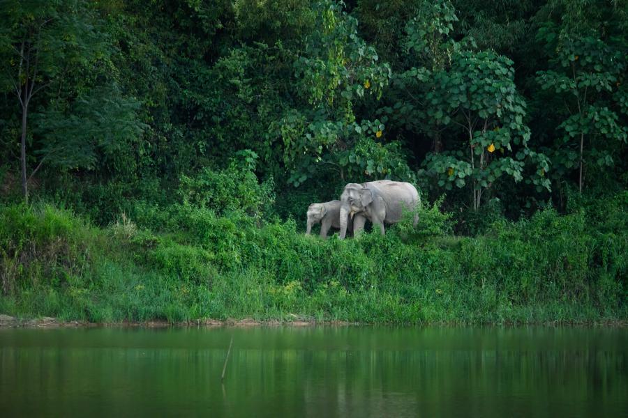 asian-elephant Pala-U Waterfall Kaeng Krachan NP