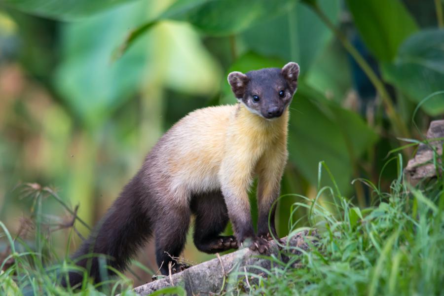 martes-flavigula-yellow-throated-marten Hua Hin