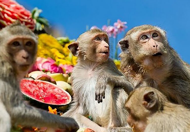 Monkey Buffet Festival Lopburi