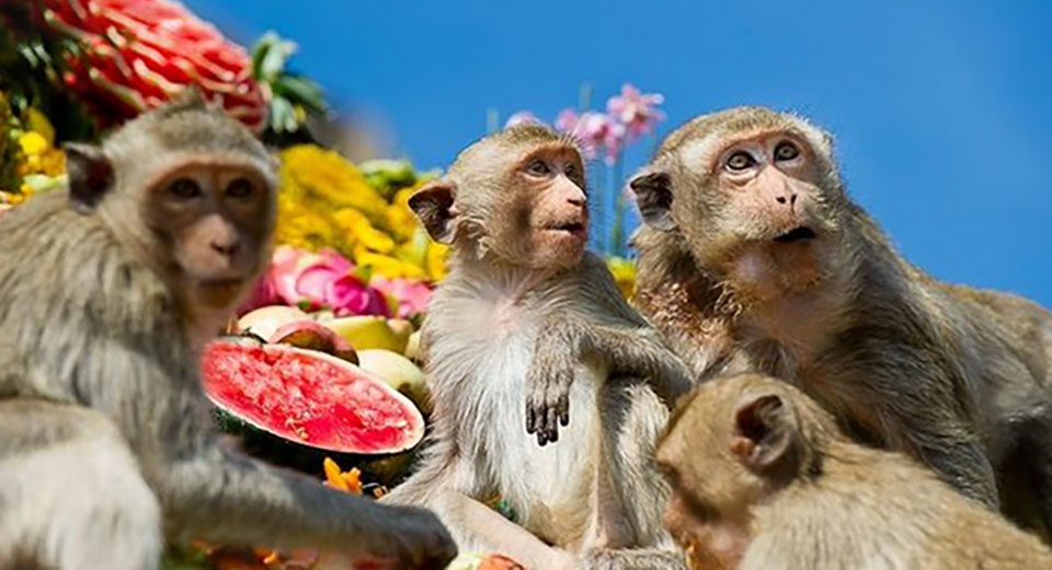 Monkey Buffet Festival Lopburi