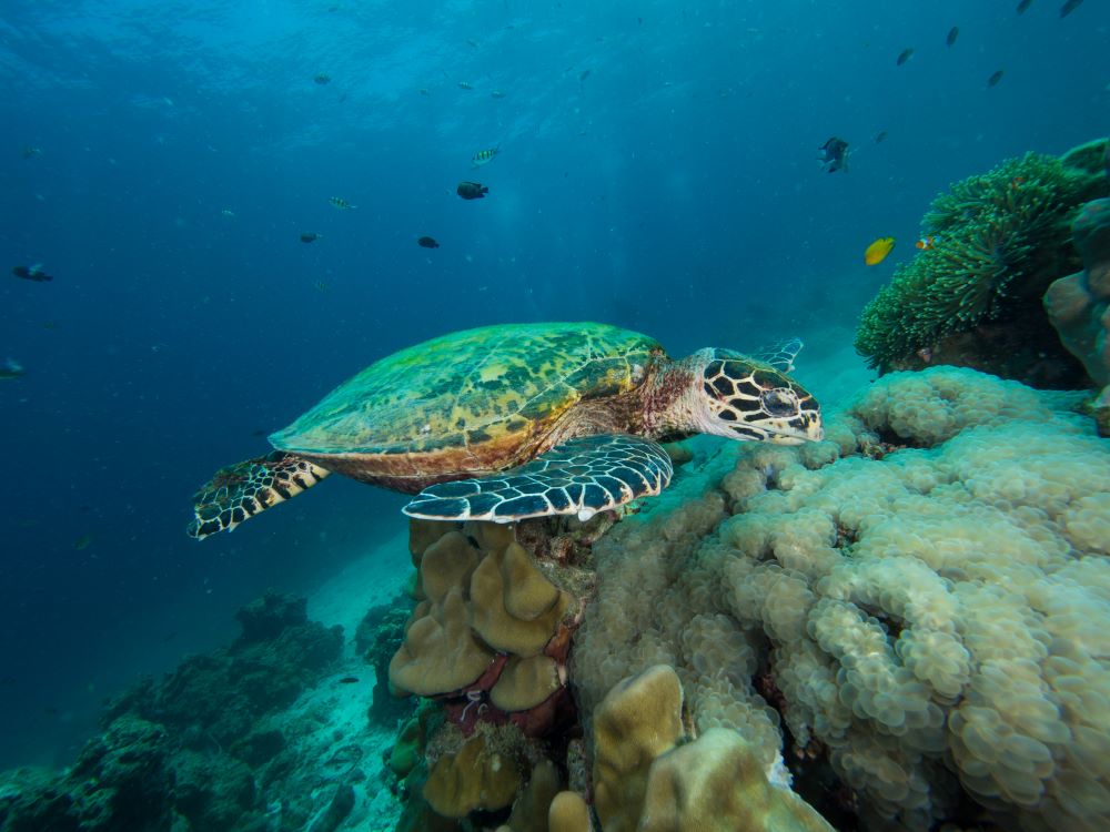 Hawksbill turtle Thailand