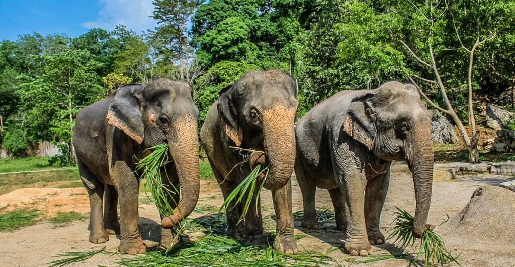 Ao Nang Elephant Krabi