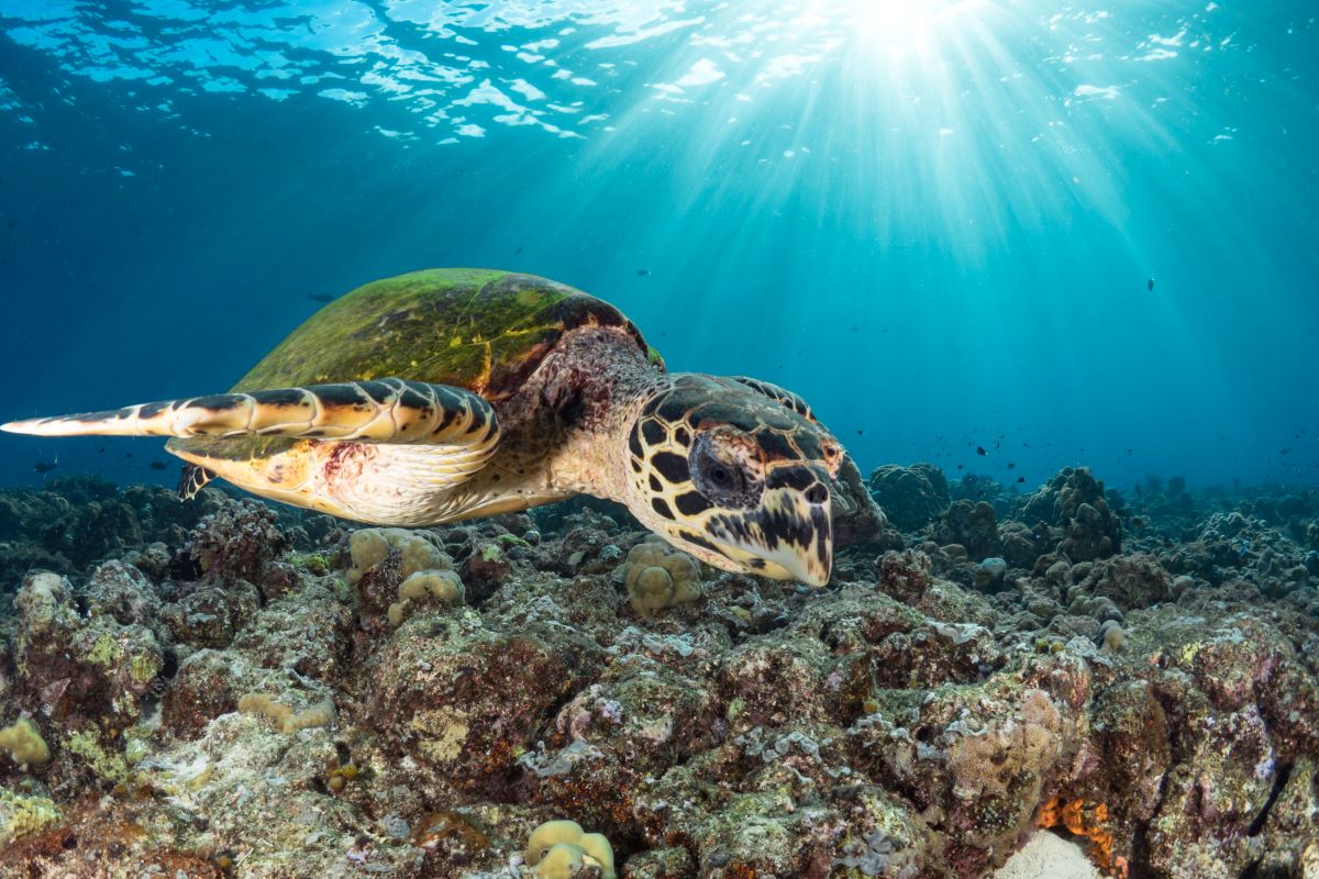 Hawkbill Turtle Thailand