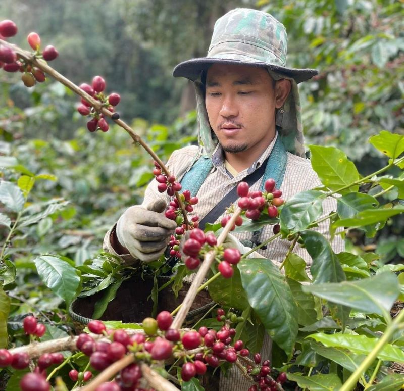 Akha Ama Coffee Chiang mai