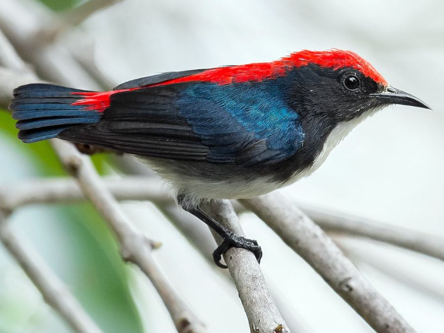 Scarlet-backed Flowerpecker Ko Lanta2