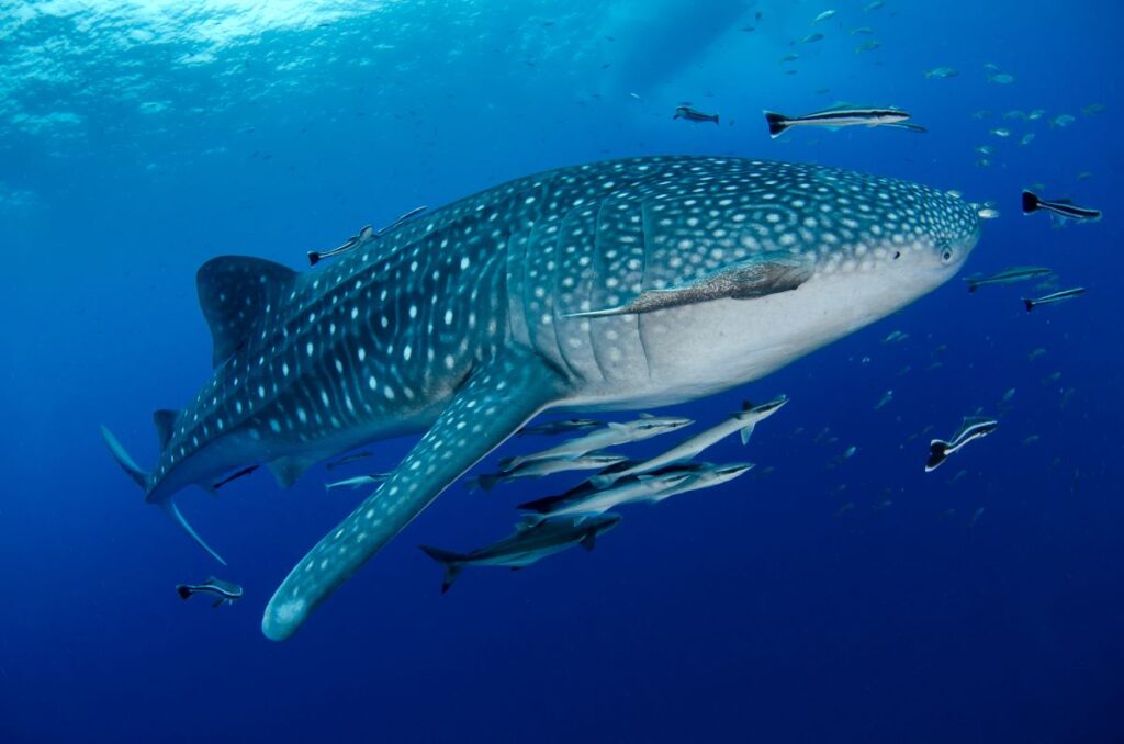 Blue Whale Shark Thailand