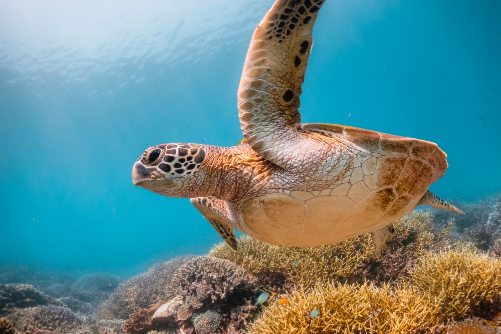 Hawksbill Turtle Thailand