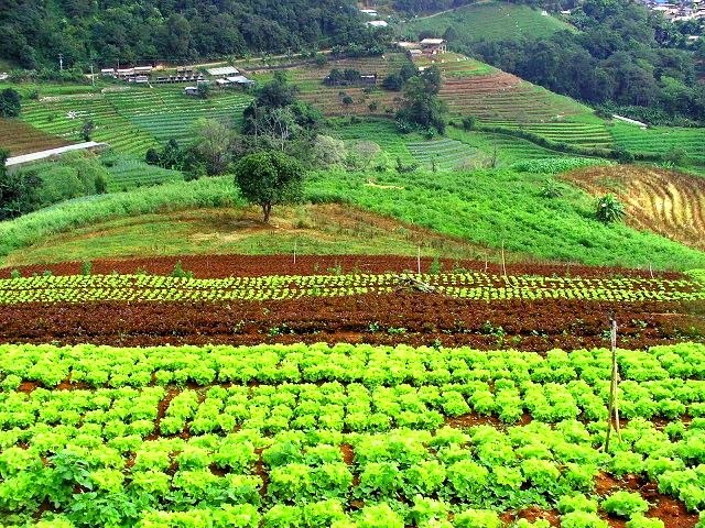 Mon Jam Farming