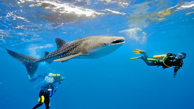 Snorkeling Thailand