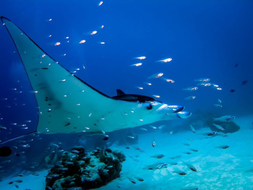 Thailand Diving