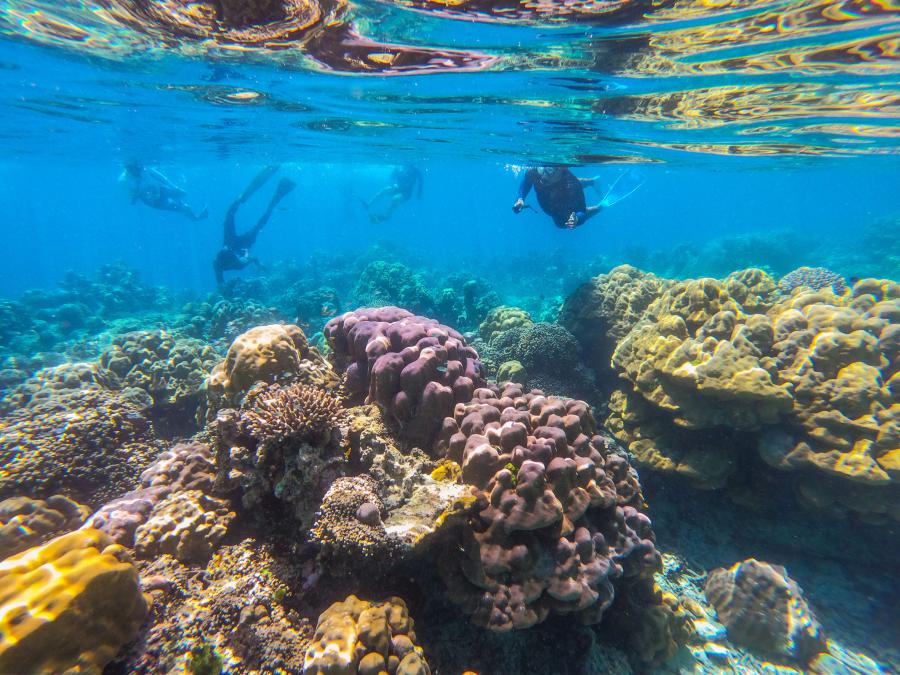 snorkelling-in-surin-islands Thailand