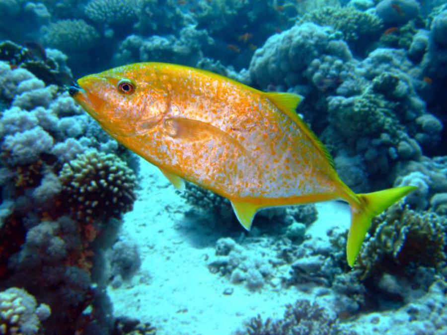 yellowspotted-trevally