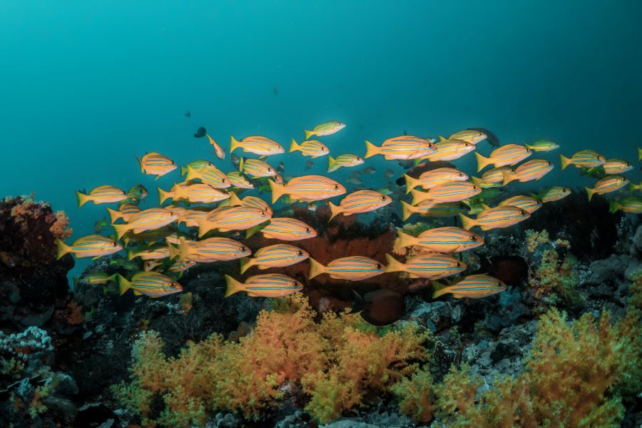 Snorkeling Phuket