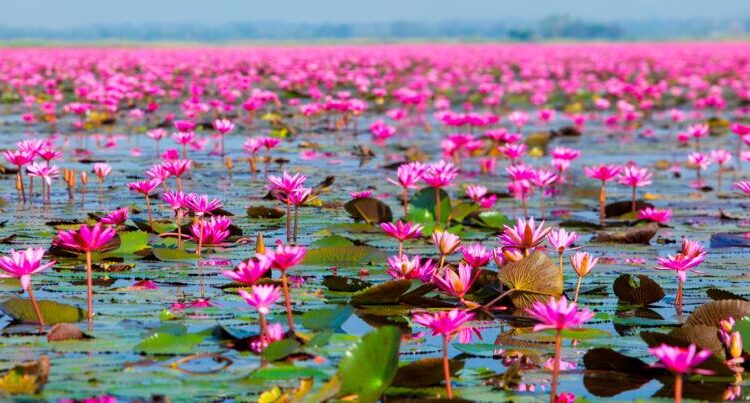 Red Lotus Lake Udon Thani