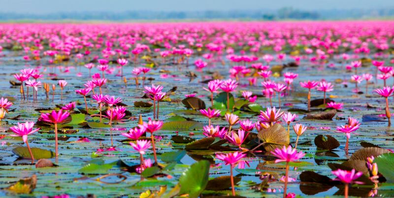 Red Lotus Lake Udon Thani